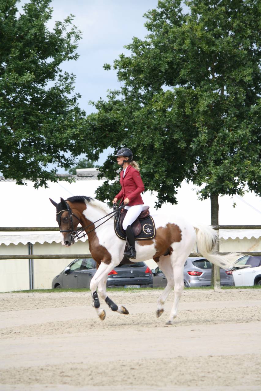 JERICHO DU LAGON - Caballo de Silla 2019 por Envol van de Rib