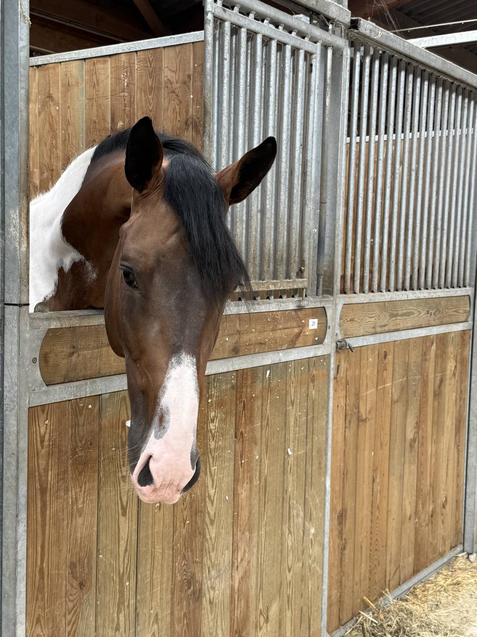 JERICHO DU LAGON - Caballo de Silla 2019 por Envol van de Rib