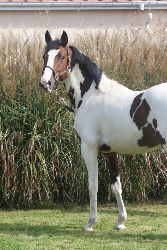 KIT'KAT D'ORCHIDEA - AES Anglo European Studbook 2020 por Lightnigth darco