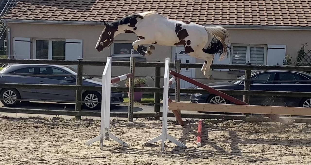 KIT'KAT D'ORCHIDEA - AES Anglo European Studbook 2020 por Lightnigth darco