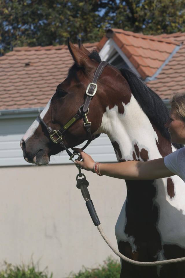 KIT'KAT D'ORCHIDEA - AES Anglo European Studbook 2020 por Lightnigth darco