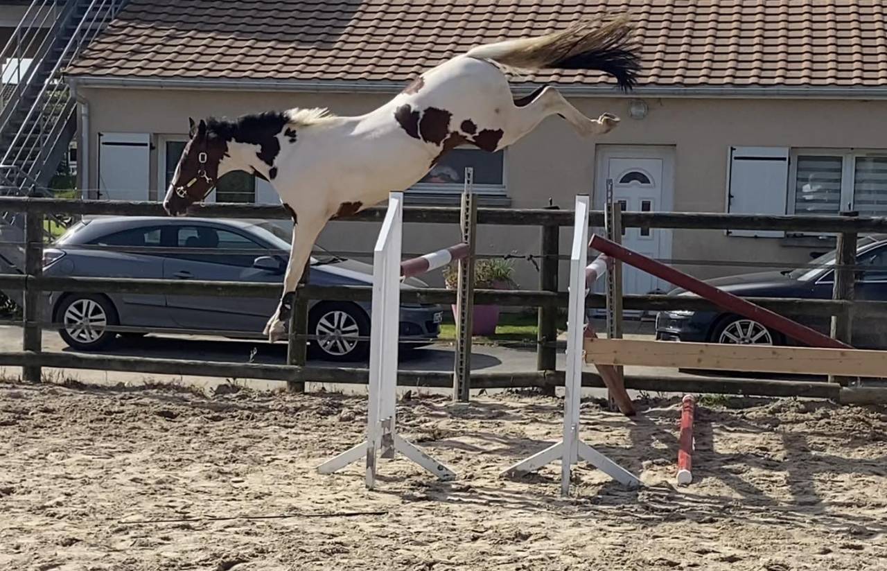 KIT'KAT D'ORCHIDEA - AES Anglo European Studbook 2020 por Lightnigth darco