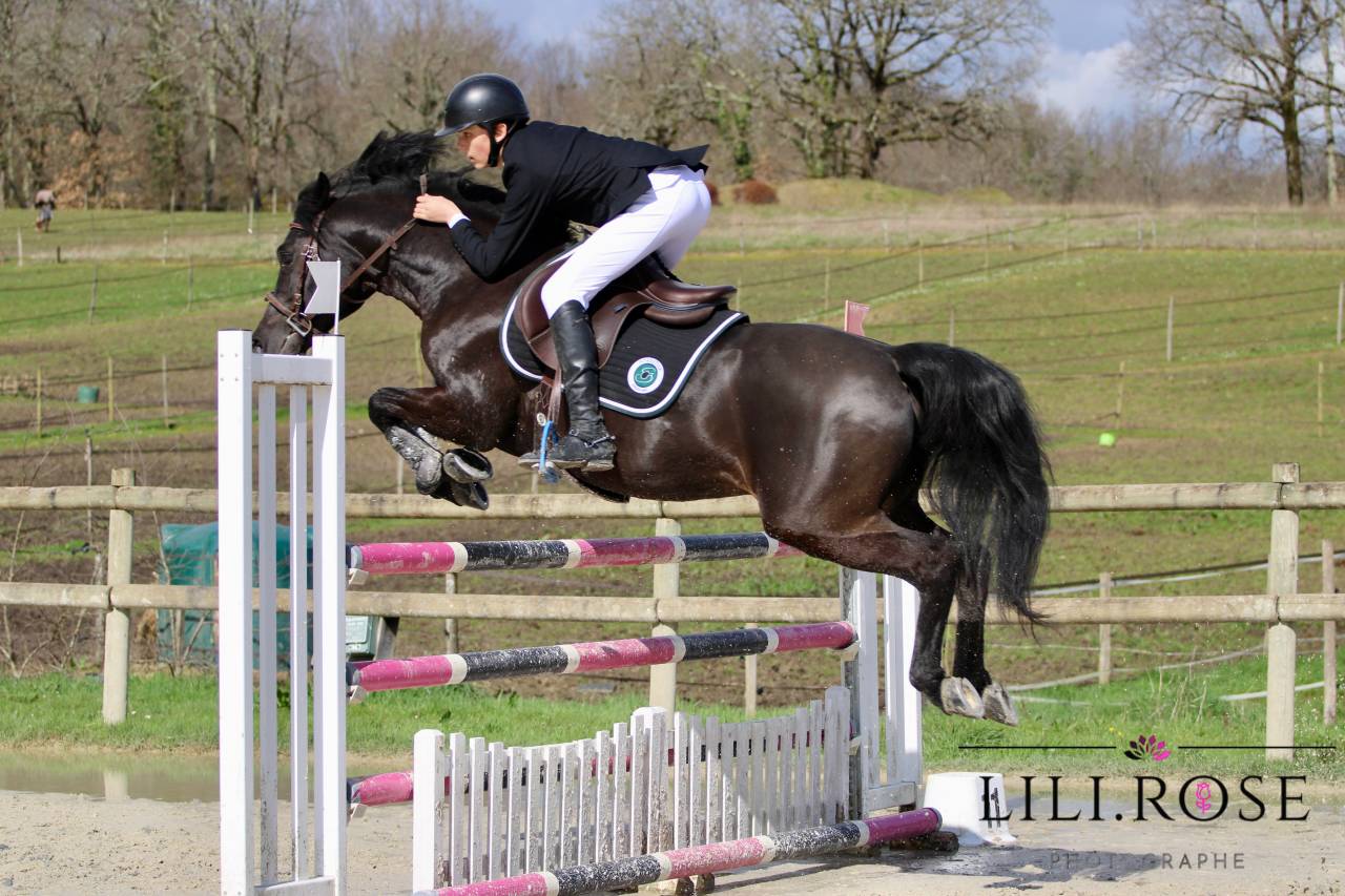 Valmont de Fougnard - PFS Poni Françés de Silla 2009 por KANTJE'S RONALDO(NLD) NF 1987