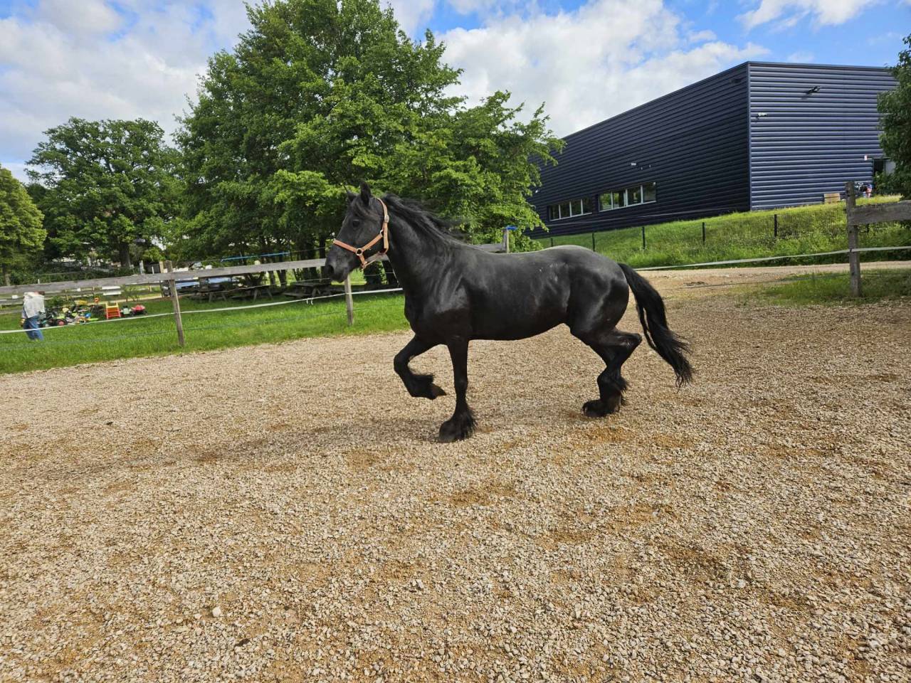 Yegua Arabo Frisón En venta 2008 Negro