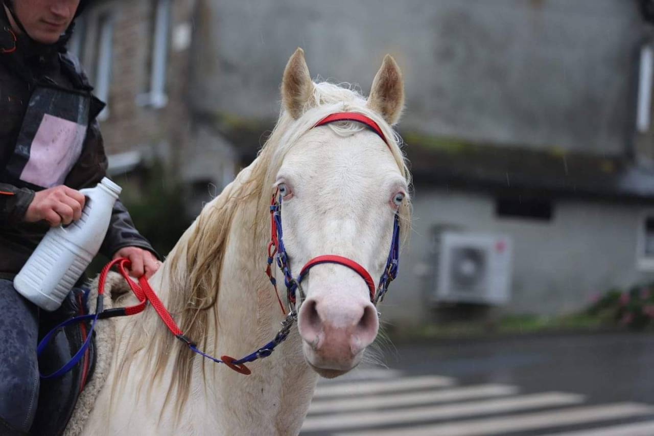 Dream - Media Sangre Arabe 2018