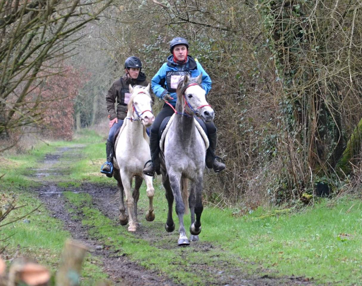 Dream - Media Sangre Arabe 2018