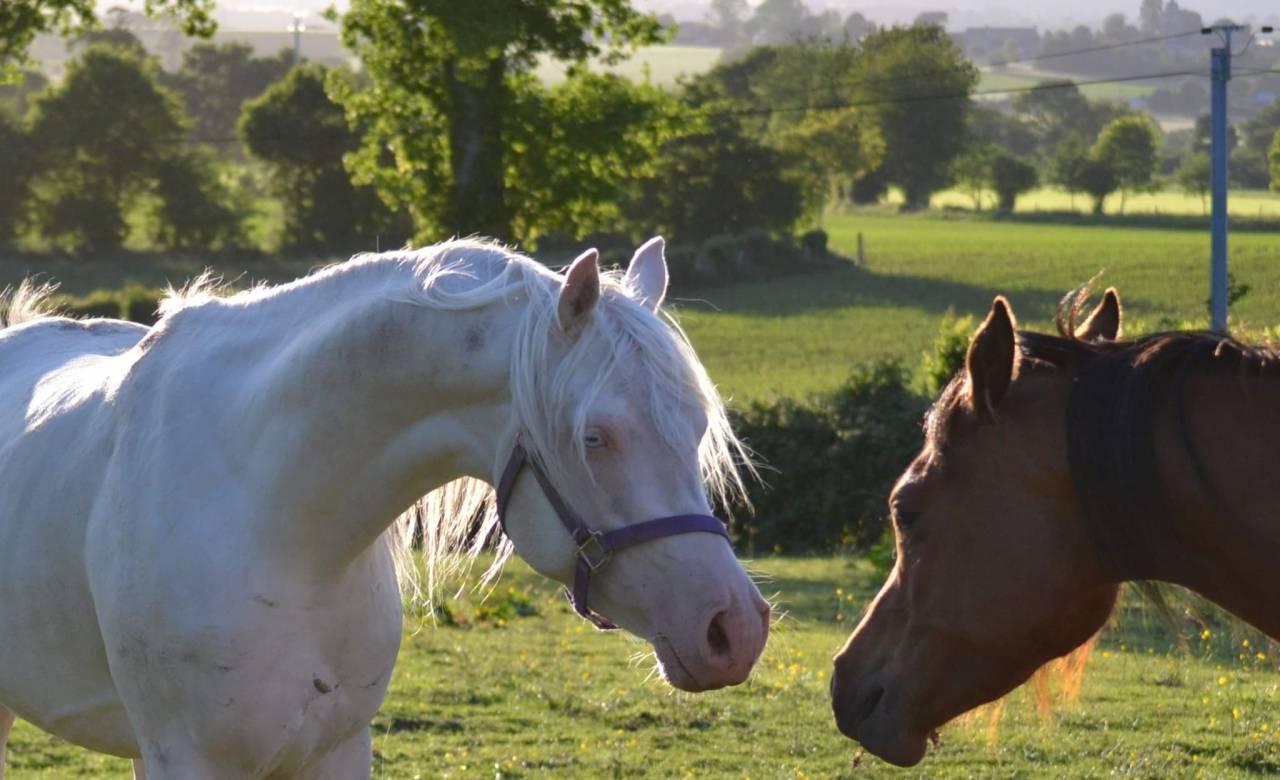 Dream - Media Sangre Arabe 2018