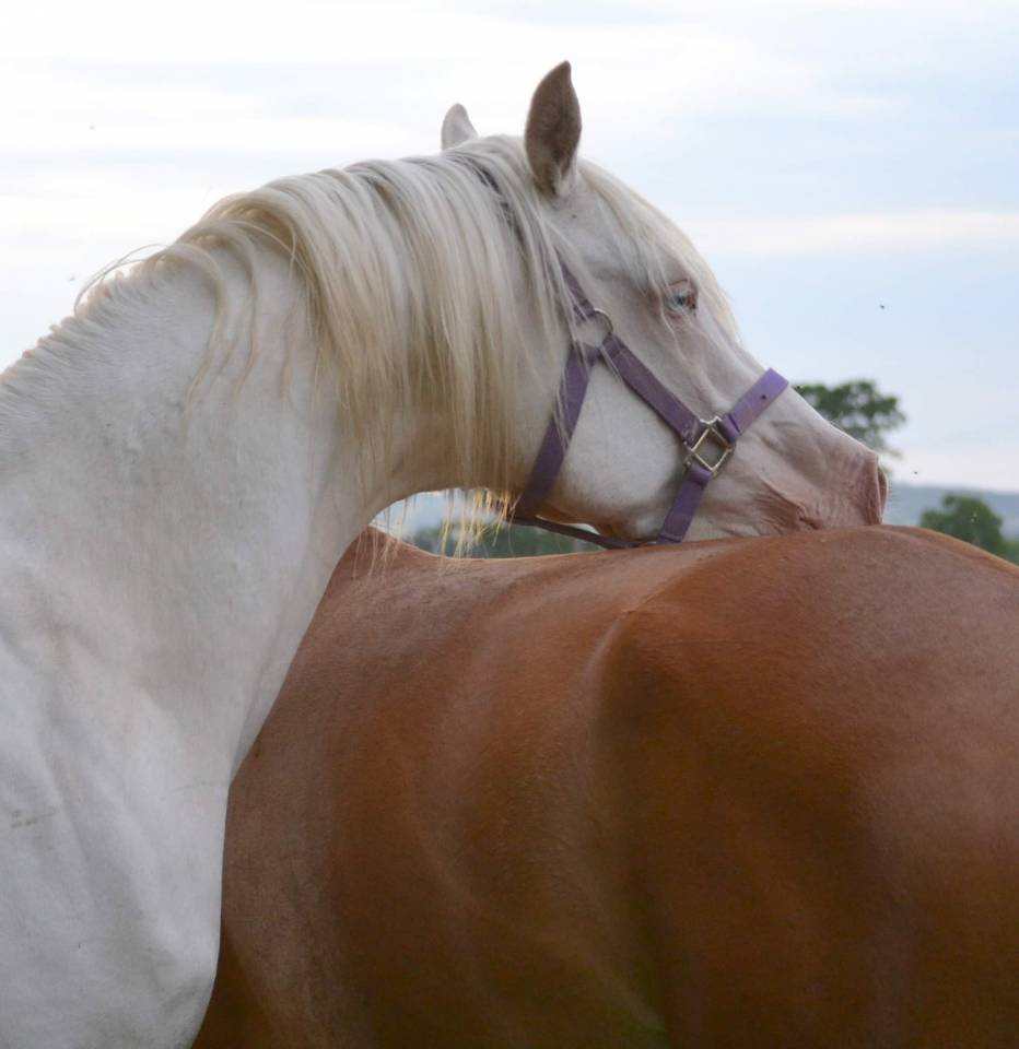 Dream - Media Sangre Arabe 2018