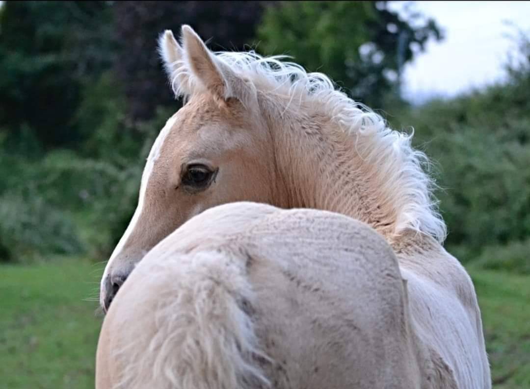 Dream - Media Sangre Arabe 2018