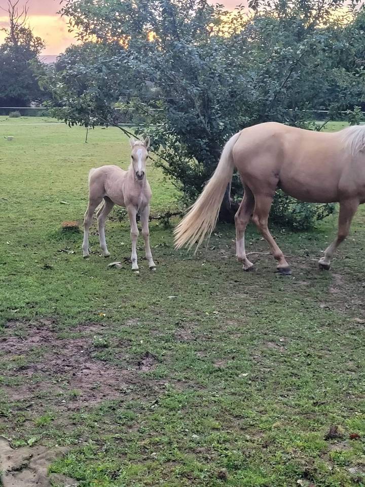 Dream - Media Sangre Arabe 2018