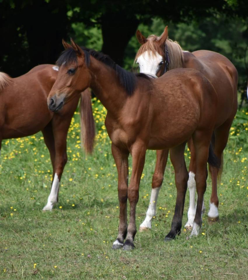 Potranca Media Sangre Arabe En venta 2024 Bayo por Petrus de Lafon (Arabe)