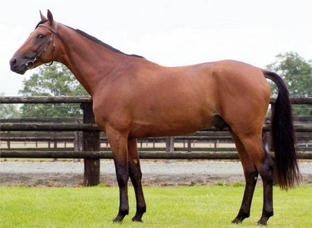 Potranca Media Sangre Arabe En venta 2024 Bayo por Petrus de Lafon (Arabe)