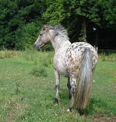 Potro Media Sangre Arabe En venta 2024 Bayo por Petrus de Lafon (Arabe)