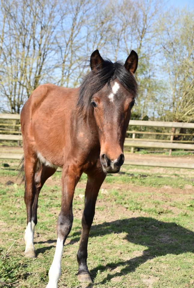 Potro Media Sangre Arabe En venta 2024 Bayo por Petrus de Lafon (Arabe)