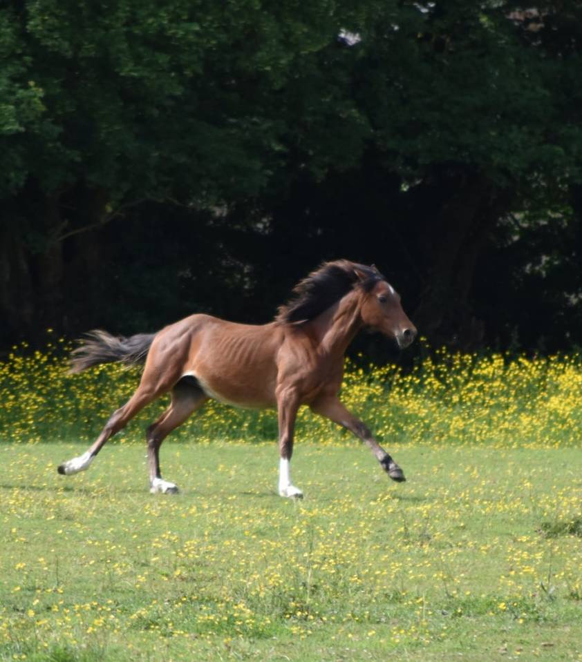 Potro Media Sangre Arabe En venta 2024 Bayo por Petrus de Lafon (Arabe)