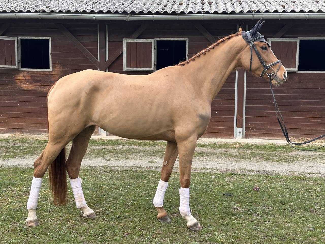 Yegua Westfaliano En venta 2021 Alaz&aacute;n por Secret