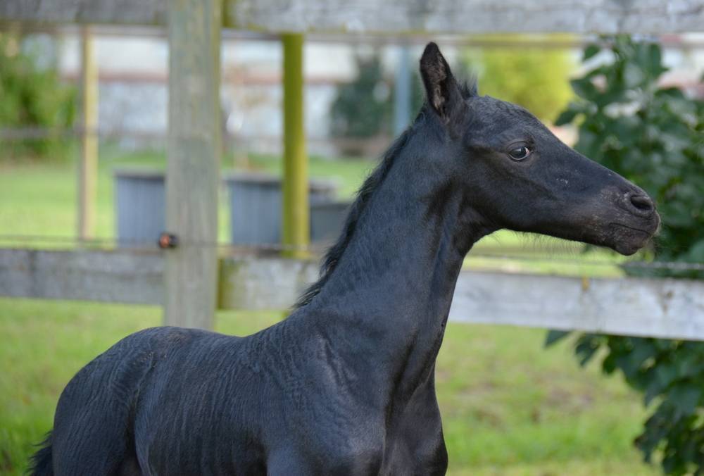 Potro Arabo Frisón En venta 2024 Negro por Zabir Faa El Van De Oosterzanden