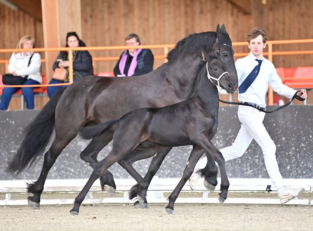 Potro Arabo Frisón En venta 2024 Negro por Zabir Faa El Van De Oosterzanden
