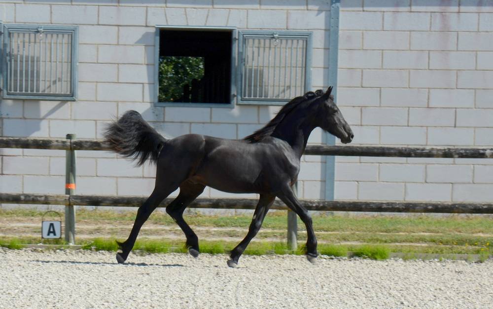 Potro Arabo Frisón En venta 2024 Negro por Zabir Faa El Van De Oosterzanden