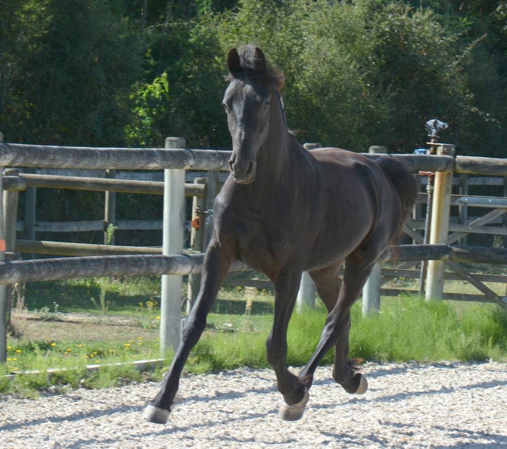 Potro Arabo Frisón En venta 2024 Negro por Zabir Faa El Van De Oosterzanden