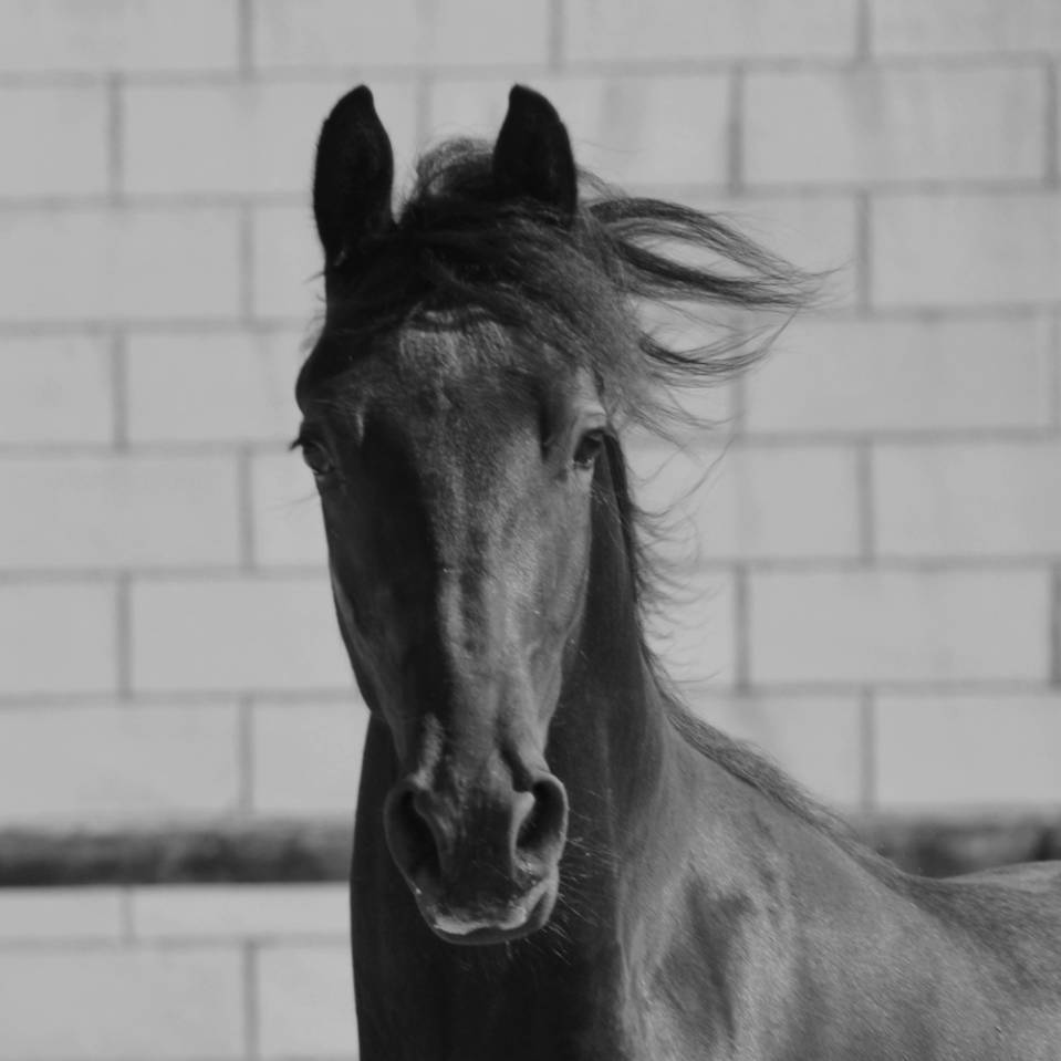 Potro Arabo Frisón En venta 2024 Negro por Zabir Faa El Van De Oosterzanden