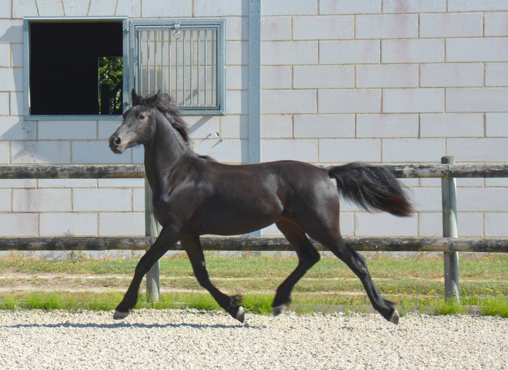 Potro Arabo Frisón En venta 2024 Negro por Zabir Faa El Van De Oosterzanden
