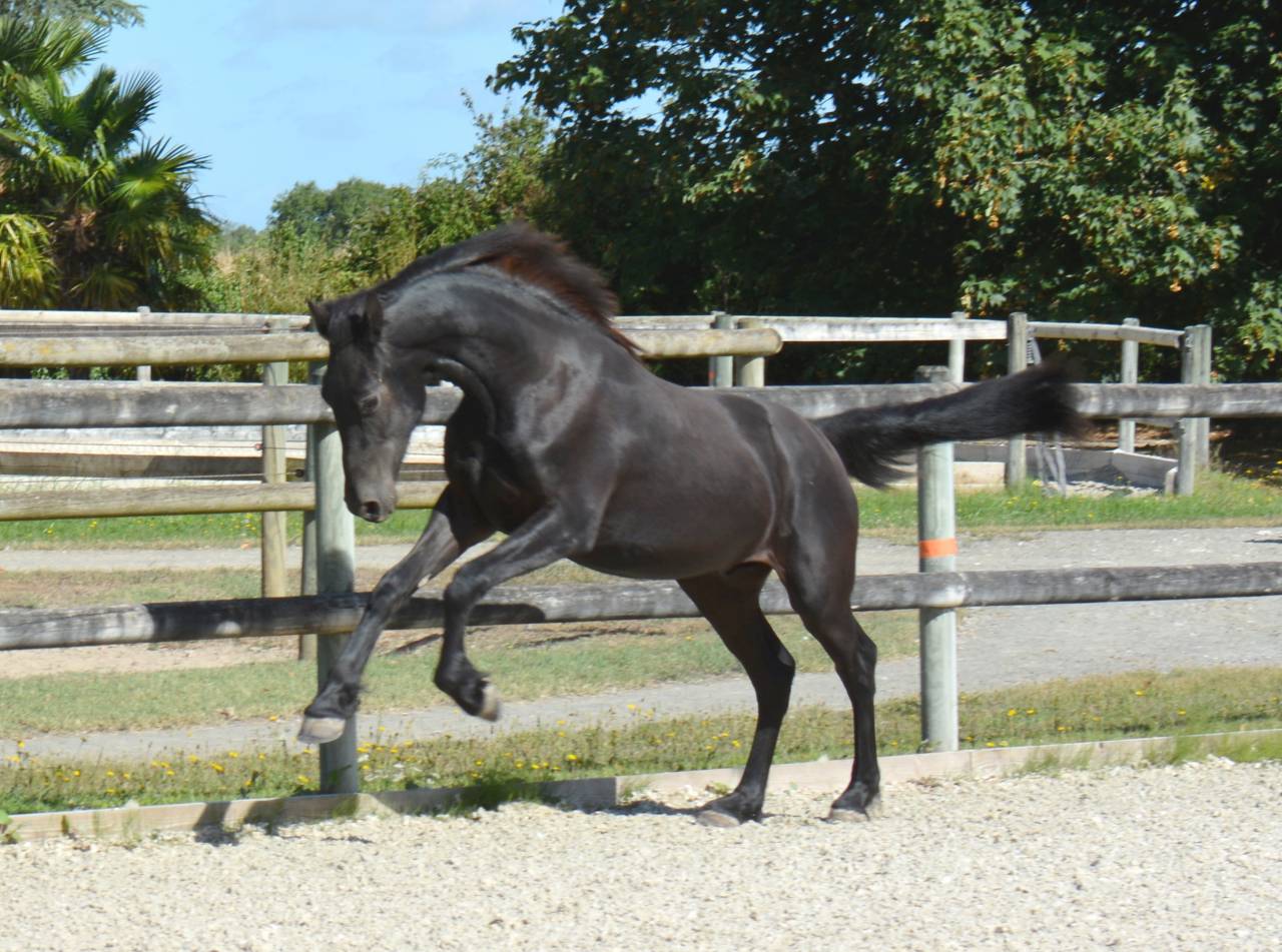 Potro Arabo Frisón En venta 2024 Negro por Zabir Faa El Van De Oosterzanden