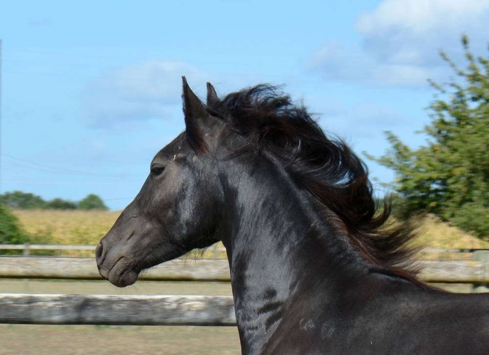 Potro Arabo Frisón En venta 2024 Negro por Zabir Faa El Van De Oosterzanden