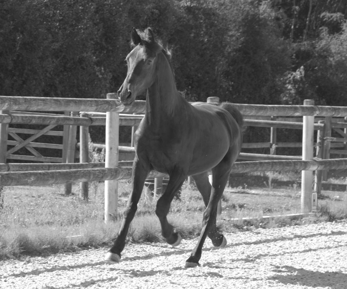 Potro Arabo Frisón En venta 2024 Negro por Zabir Faa El Van De Oosterzanden