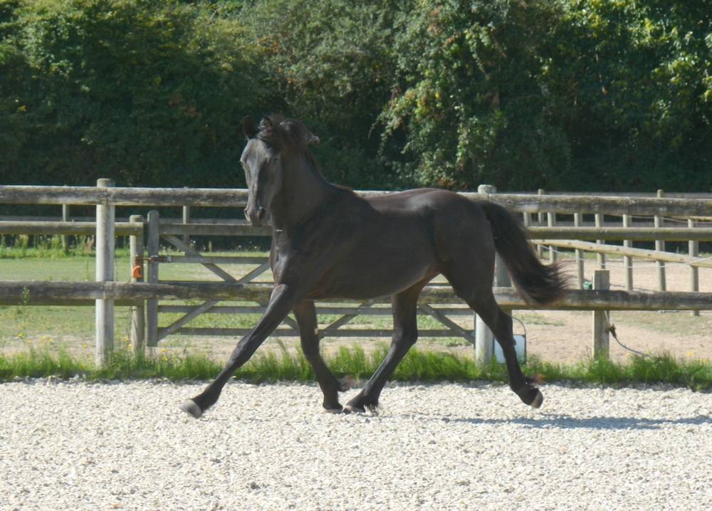 Potro Arabo Frisón En venta 2024 Negro por Zabir Faa El Van De Oosterzanden