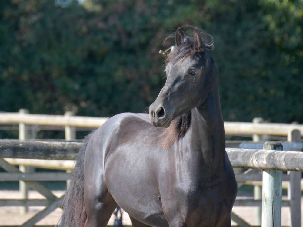Potro Arabo Frisón En venta 2024 Negro por Zabir Faa El Van De Oosterzanden