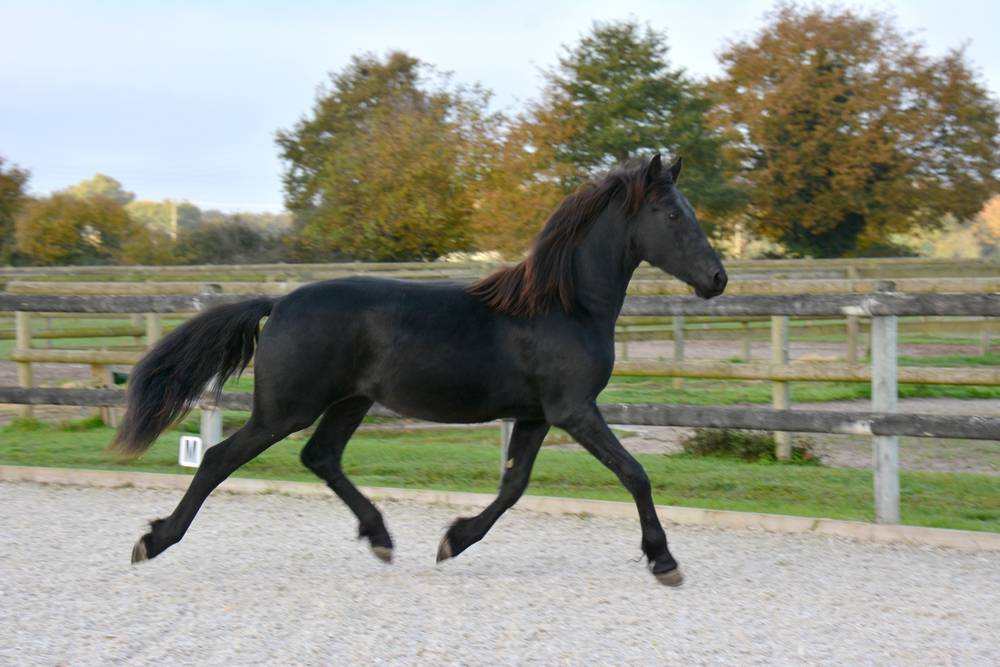 Potro Arabo Frisón En venta 2024 Negro por Zabir Faa El Van De Oosterzanden