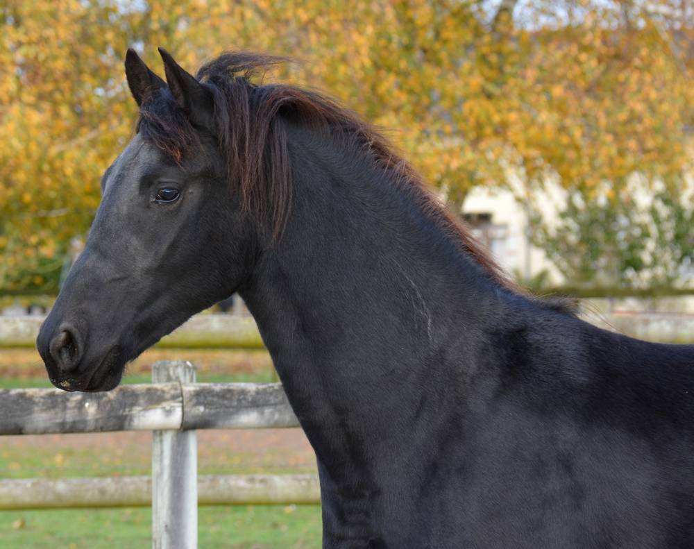 Potro Arabo Frisón En venta 2024 Negro por Zabir Faa El Van De Oosterzanden