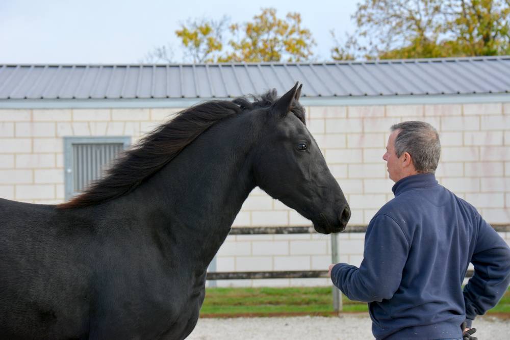 Potro Arabo Frisón En venta 2024 Negro por Zabir Faa El Van De Oosterzanden