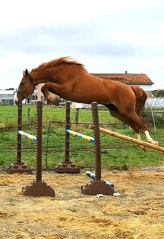 Potro Silla Francés En venta 2024 Alazán por Casallo