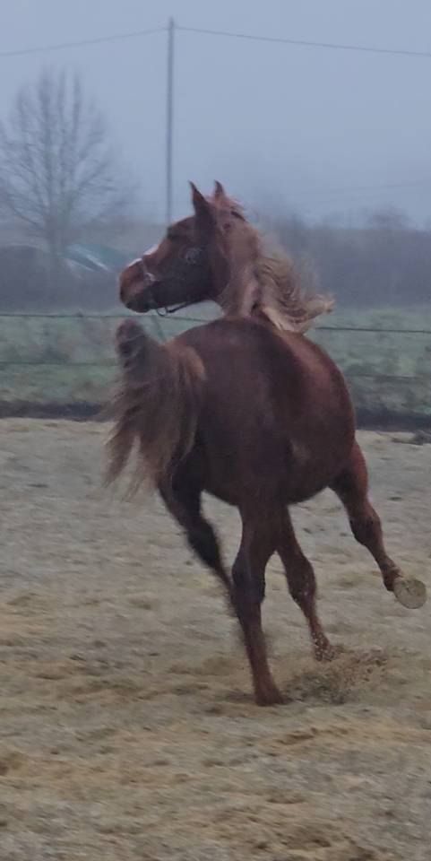 Potro Silla Franc&eacute;s En venta 2024 Alaz&aacute;n por Casallo