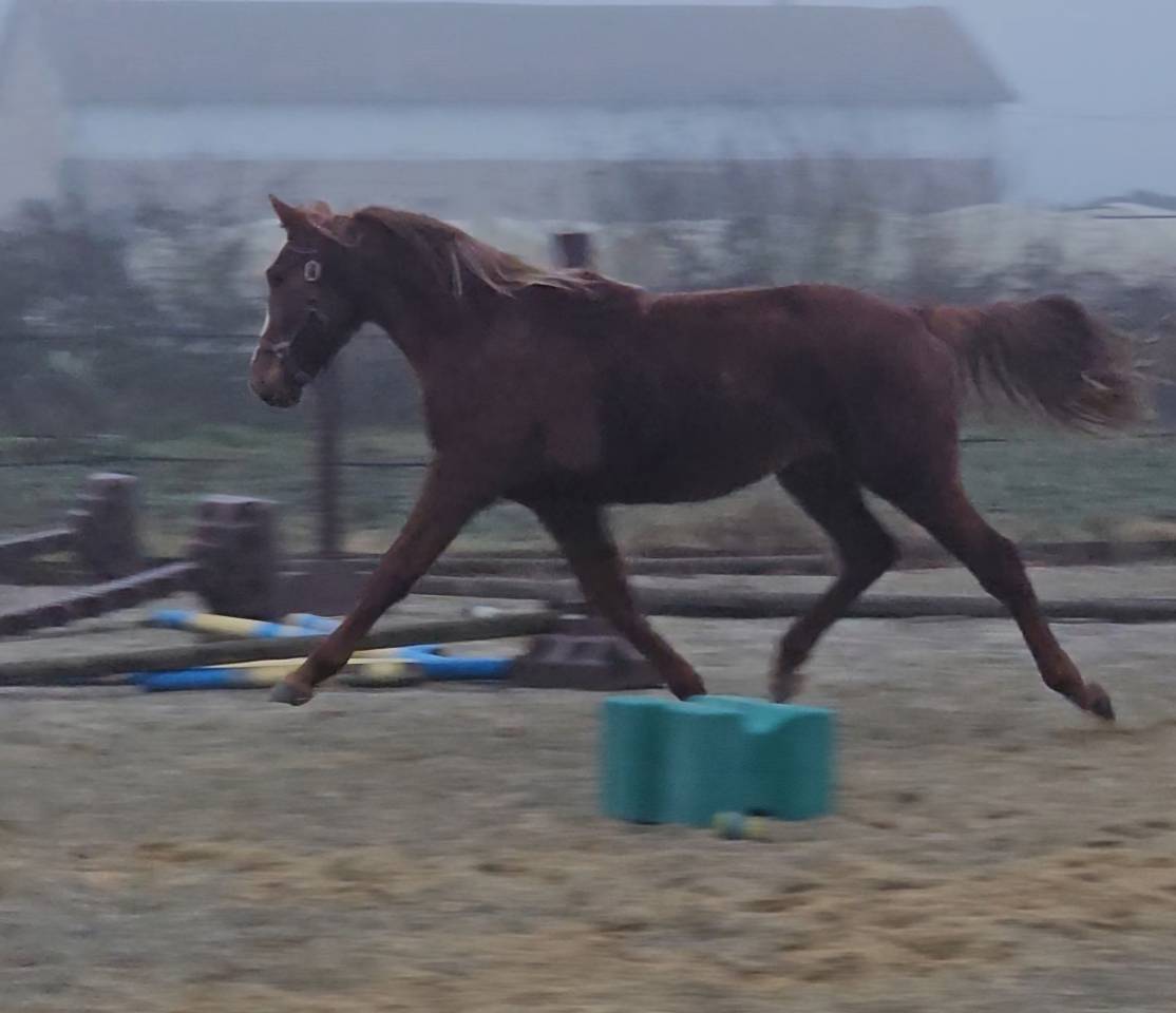 Potro Silla Franc&eacute;s En venta 2024 Alaz&aacute;n por Casallo