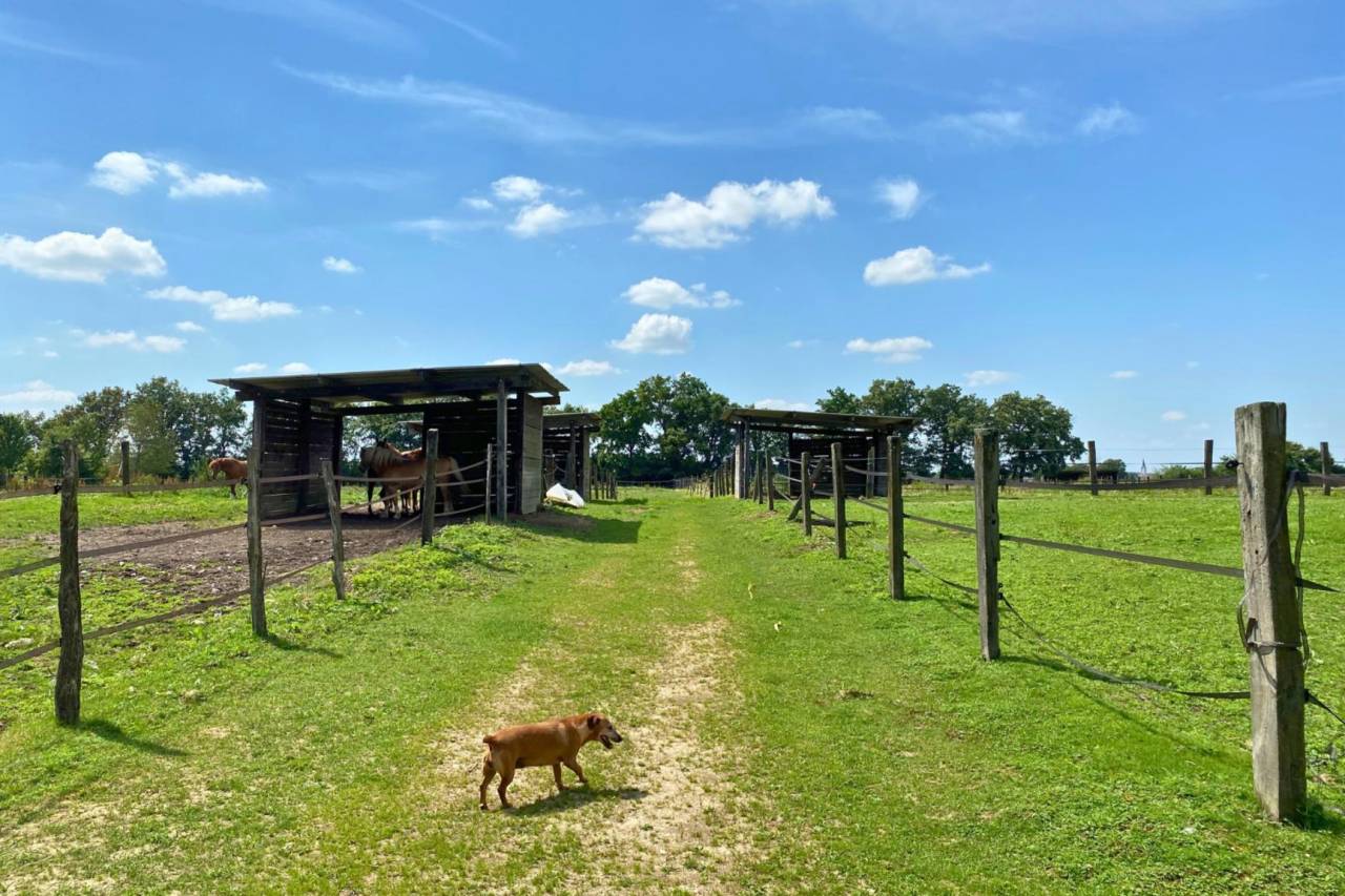 Propiedad ecuestre En venta Ain