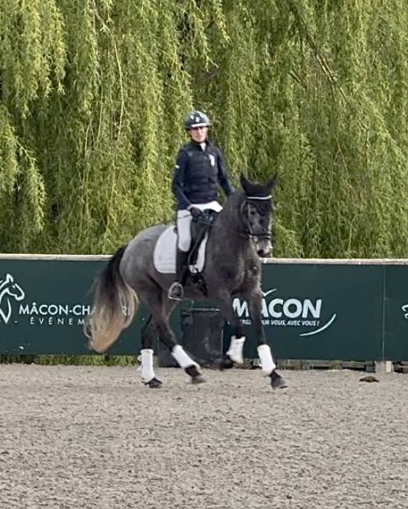 Yegua KWPN Caballo de Deporte Neerlandés En venta 2021 Tordo por grappa