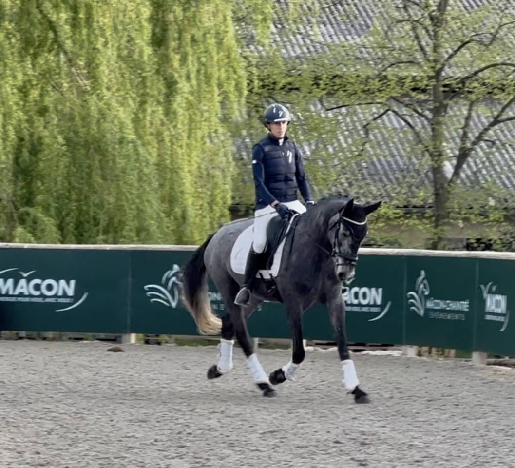 Yegua KWPN Caballo de Deporte Neerlandés En venta 2021 Tordo por grappa