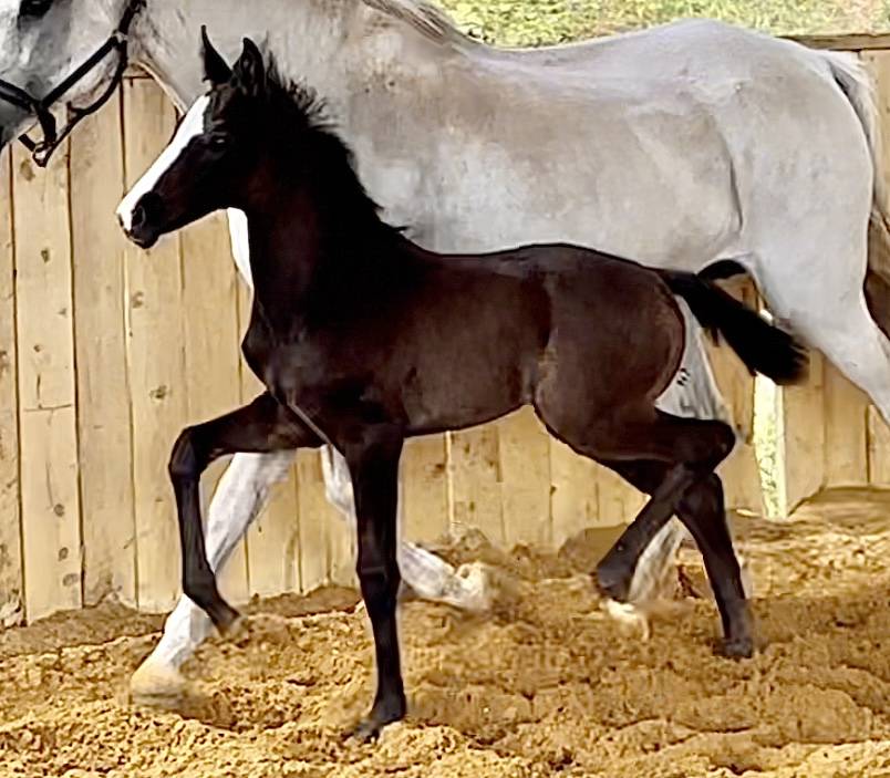 Potranca Hannoveriano En venta 2024 Negro por idem du peyron