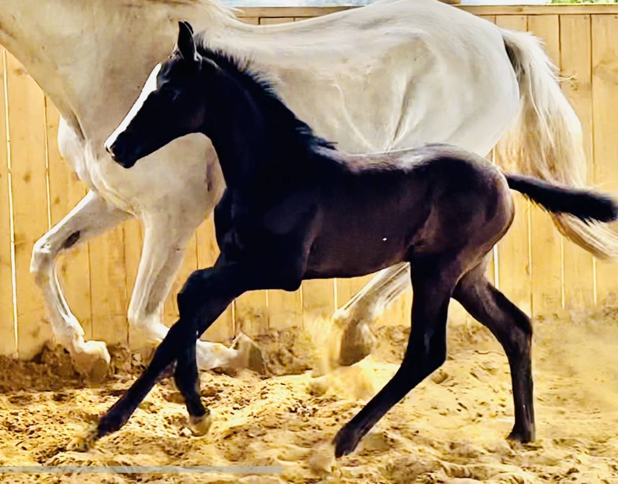 Potranca Hannoveriano En venta 2024 Negro por idem du peyron
