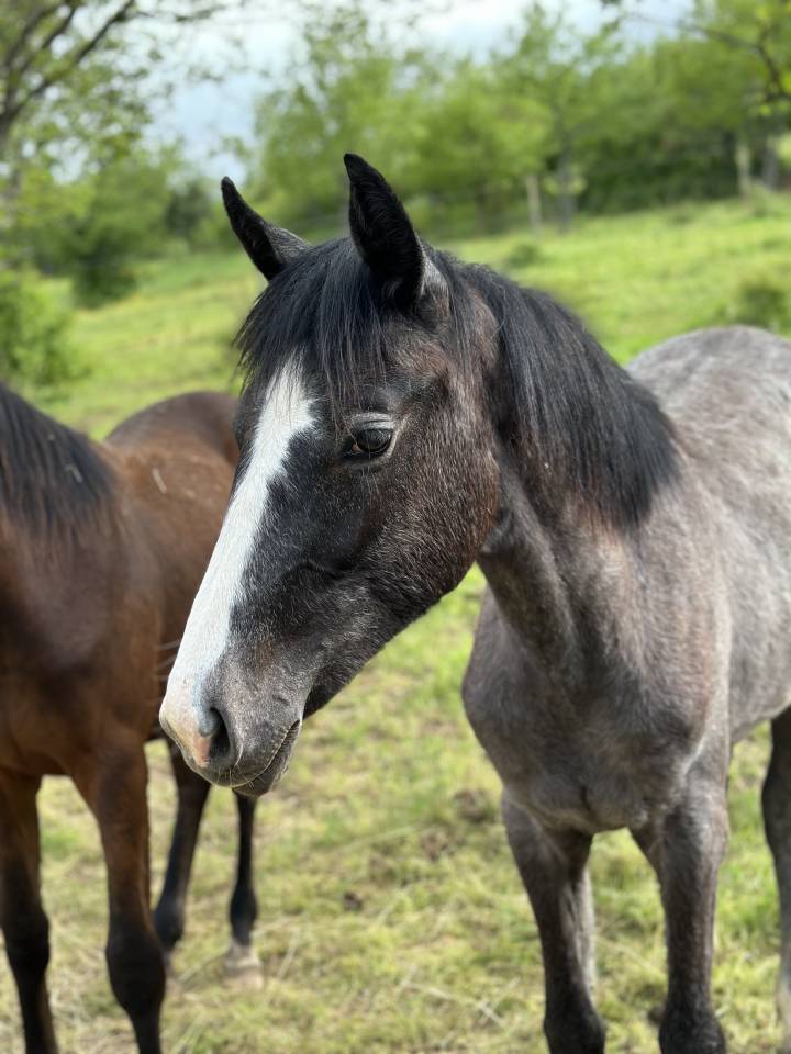 Potranca Hannoveriano En venta 2024 Negro por idem du peyron
