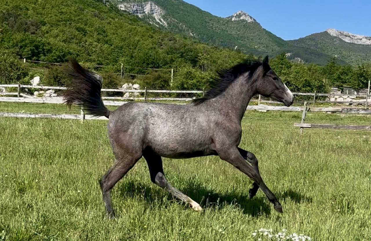 Potranca Hannoveriano En venta 2024 Negro por idem du peyron