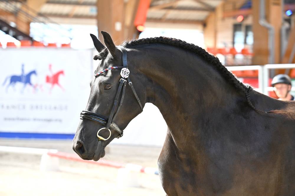 Potranca Frisón En venta 2022 Negro por Elias 494