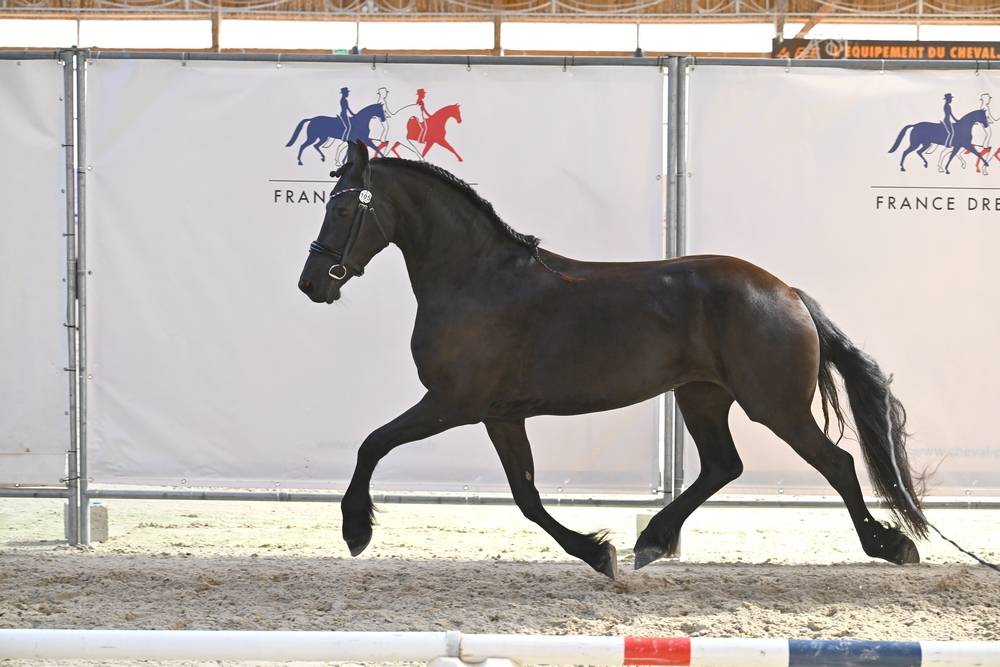 Potranca Frisón En venta 2022 Negro por Elias 494