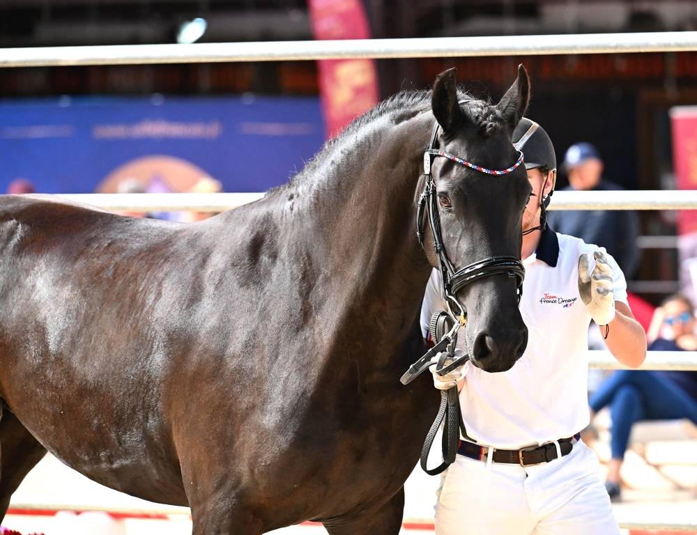 Potranca Frisón En venta 2022 Negro por Elias 494