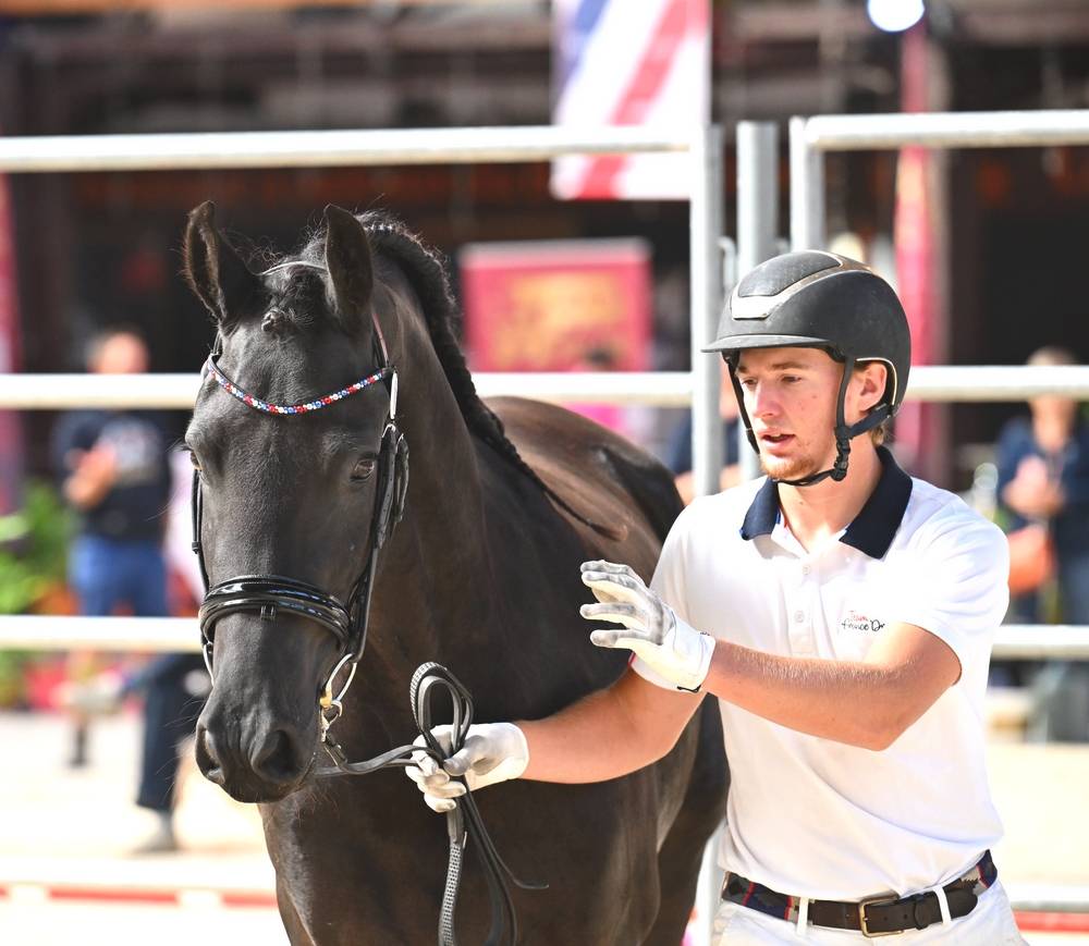 Potranca Frisón En venta 2022 Negro por Elias 494