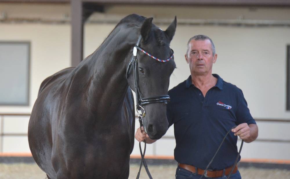 Potranca Frisón En venta 2022 Negro por Elias 494