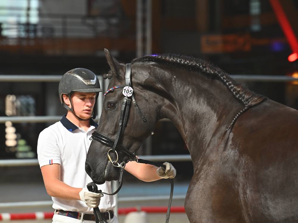 Potranca Frisón En venta 2022 Negro por Elias 494